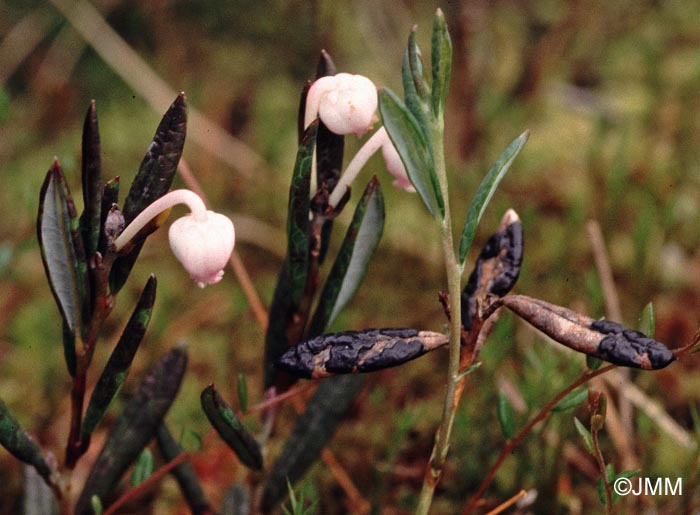 Rhytisma andromedae