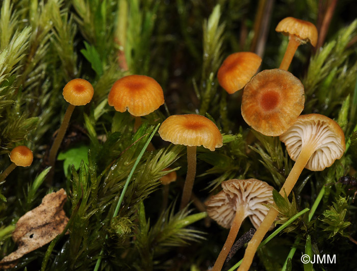 Rickenella fibula var. hydrina