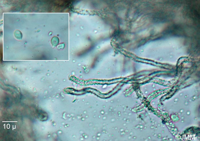 Rimbachia neckerae : spores et poils