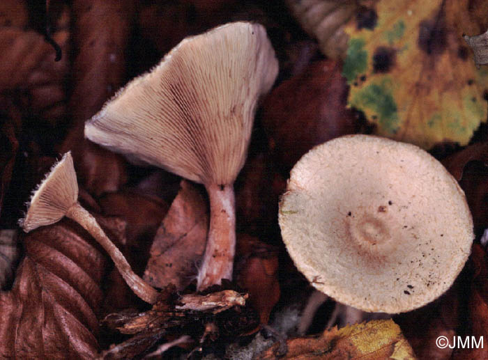 Ripartites tricholoma