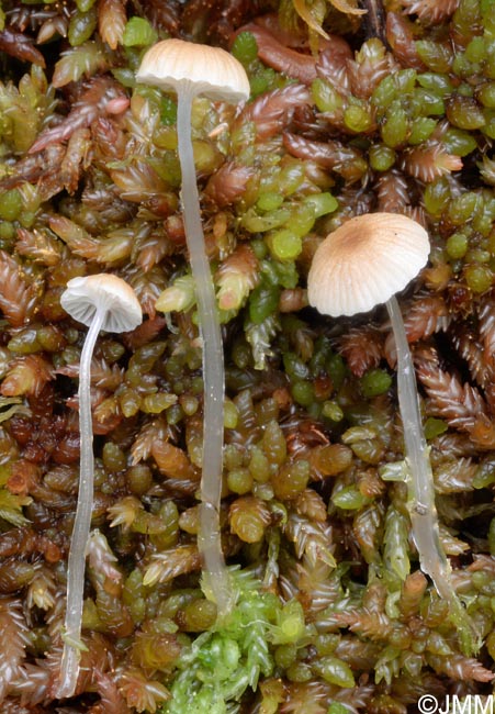 Mycena rorida = Roridomyces roridus