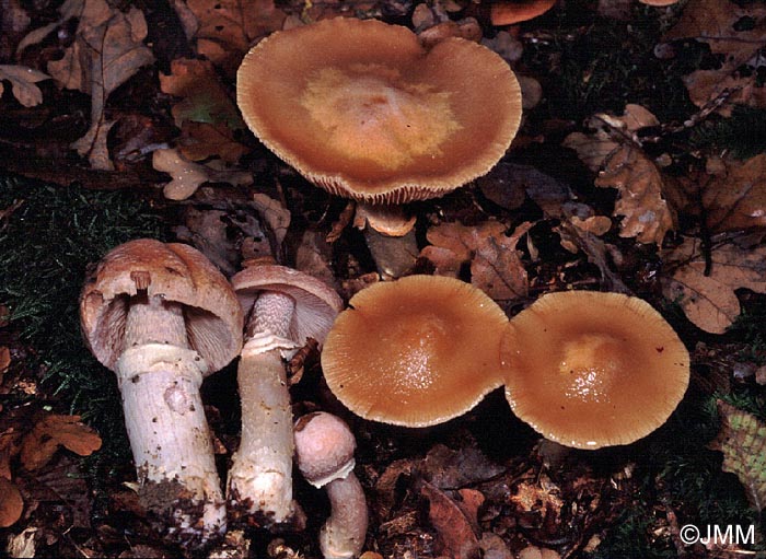 Rozites caperatus