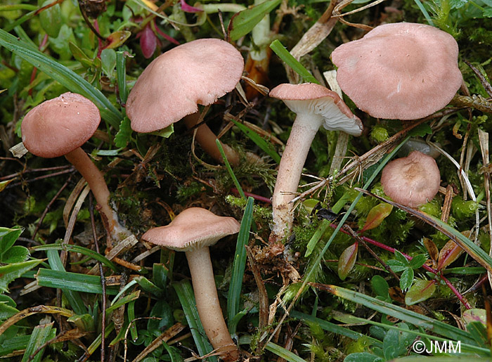 Rugosomyces carneus