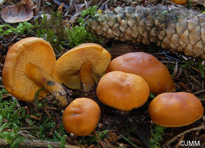 Rugosomyces chrysenteron