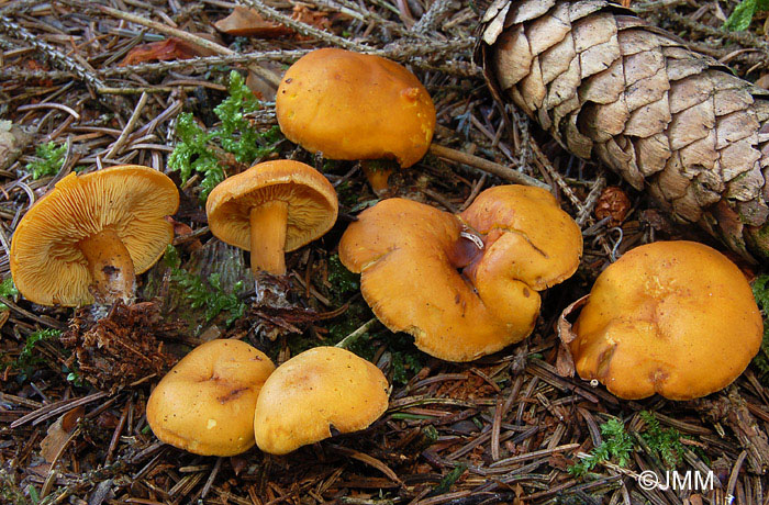 Rugosomyces chrysenteron