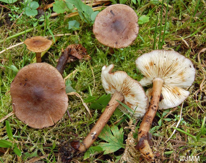 Rugosomyces obscurissimus