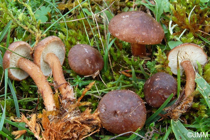 Rugosomyces obscurissimus