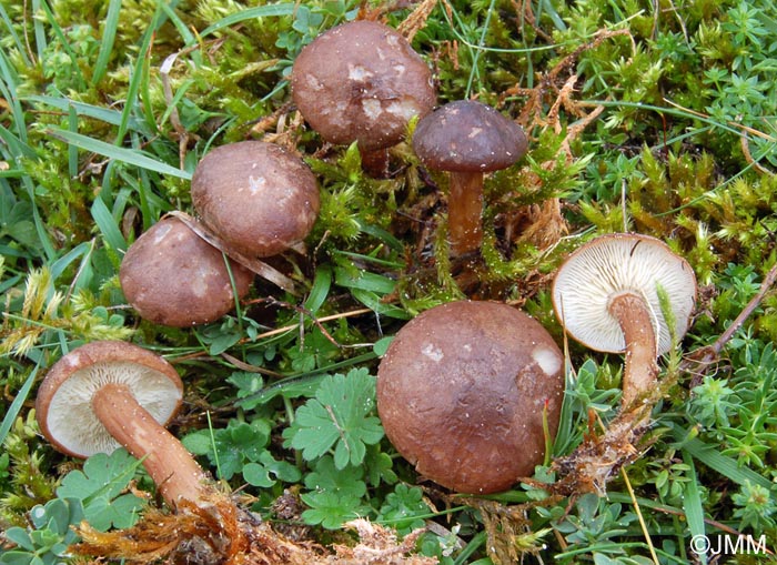 Rugosomyces obscurissimus