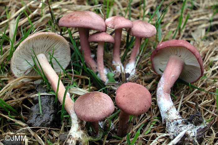 Rugosomyces persicolor