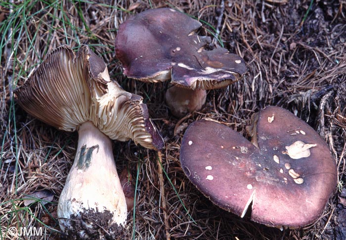 Russula abietum