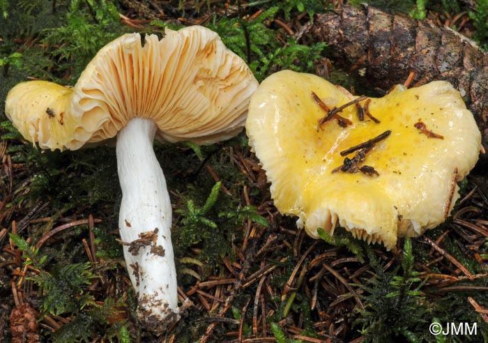 Russula acetolens = Russula vitellina