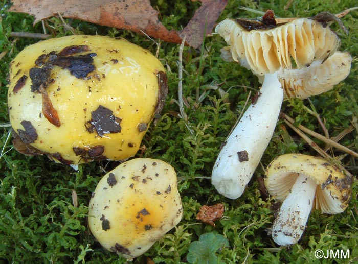 Russula acetolens = Russula vitellina