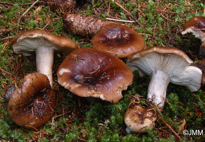 Russula acrifolia