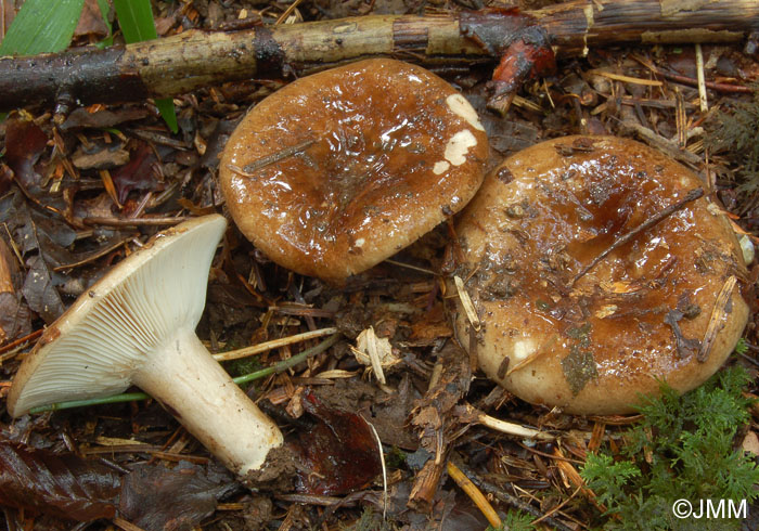 Russula acrifolia