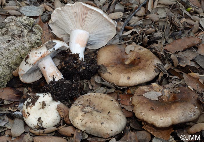 Russula acrifolia