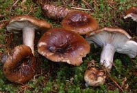 Russula acrifolia