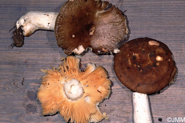 Russula adulterina