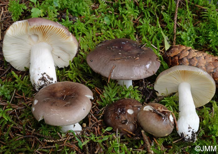 Russula adulterina