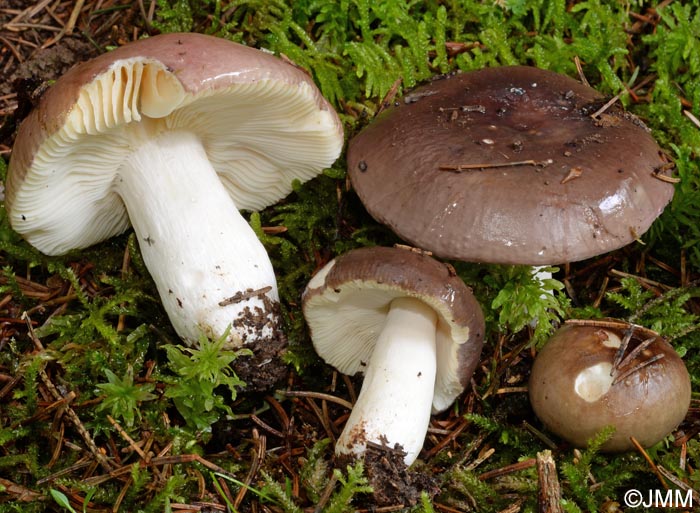 Russula adulterina