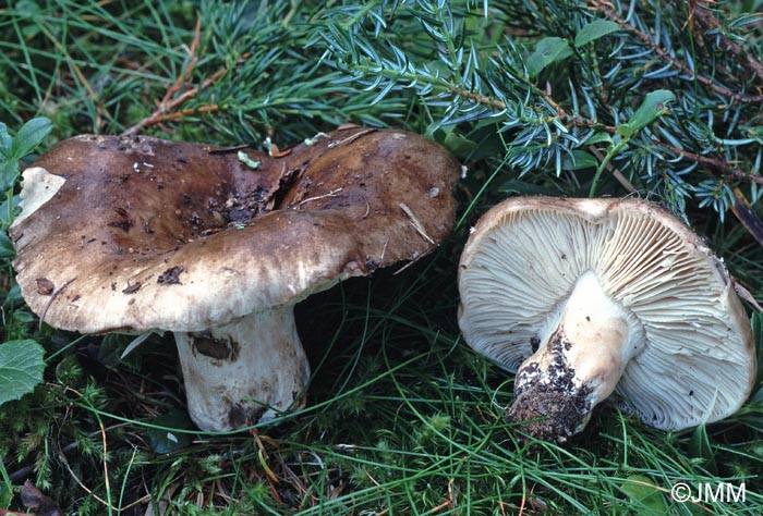 Russula adusta