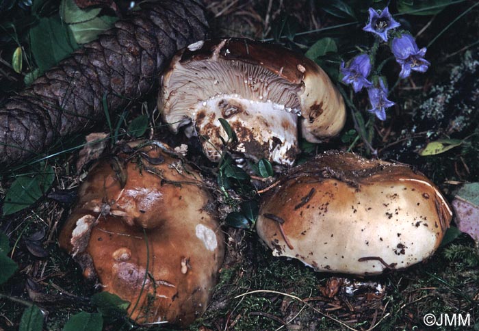 Russula adusta & Campanula barbata