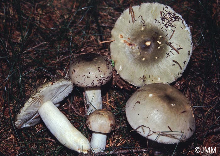 Russula aeruginea