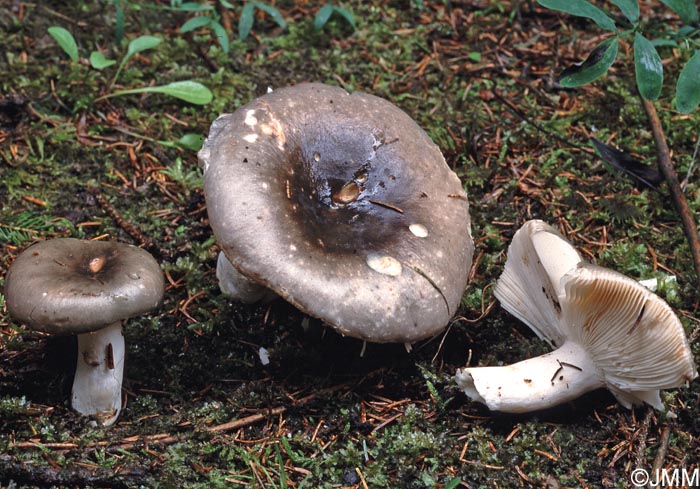 Russula aeruginea