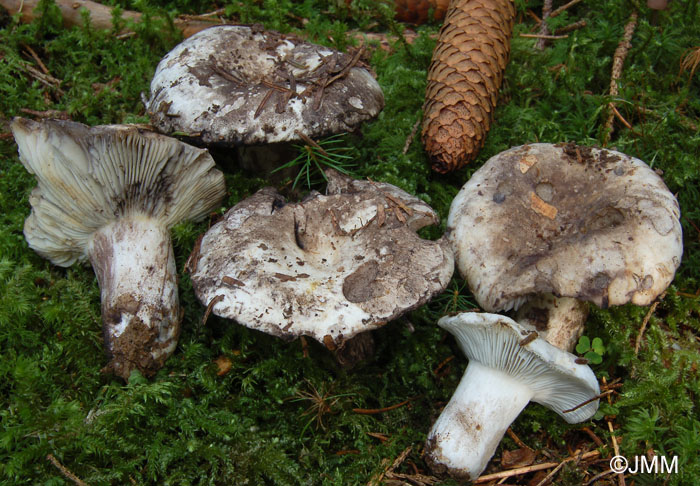 Russula albonigra