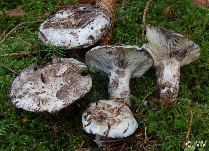 Russula albonigra