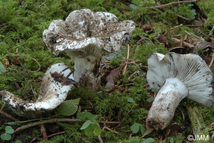 Russula albonigra