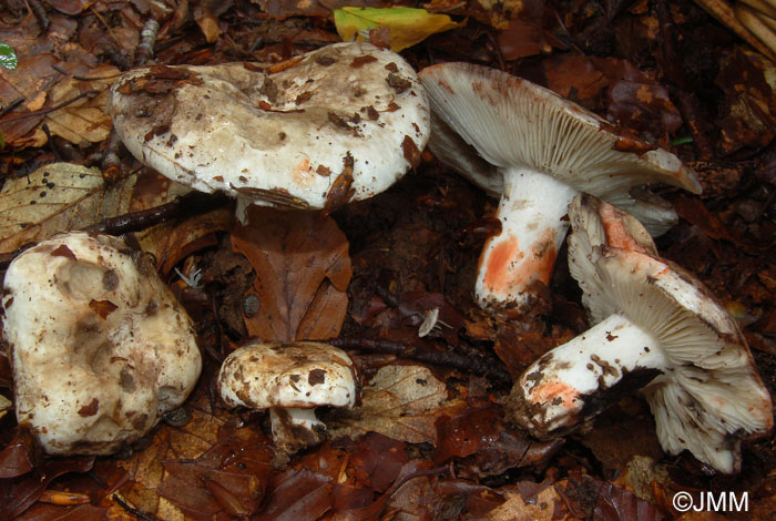 Russula albonigra f. pseudonigricans