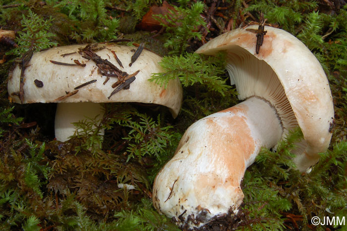 Russula albonigra f. pseudonigricans