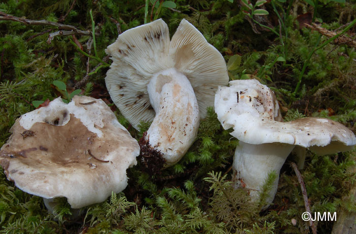 Russula albonigra f. pseudonigricans