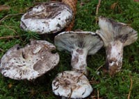 Russula albonigra