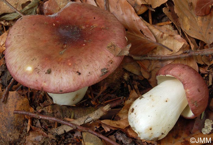 Russula alutacea