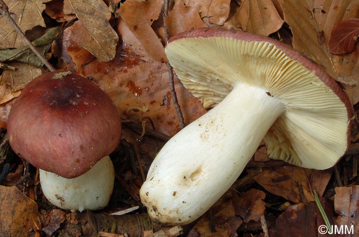 Russula alutacea