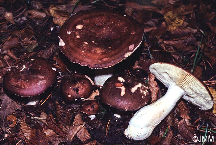 Russula alutacea