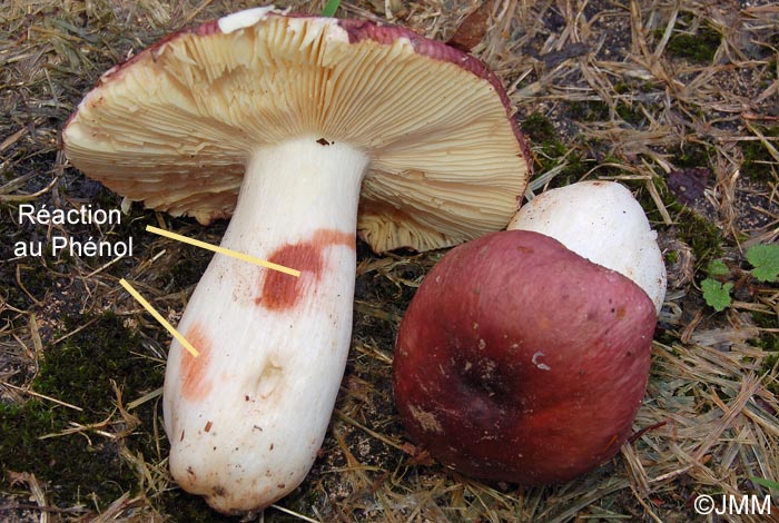 Russula alutacea