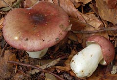 Russula alutacea