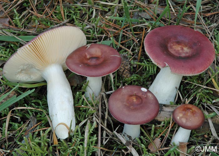 Russula amara