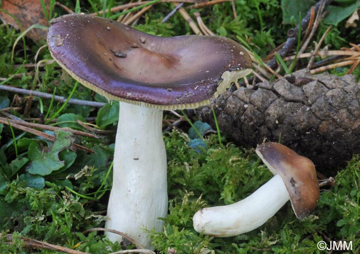 Russula amara