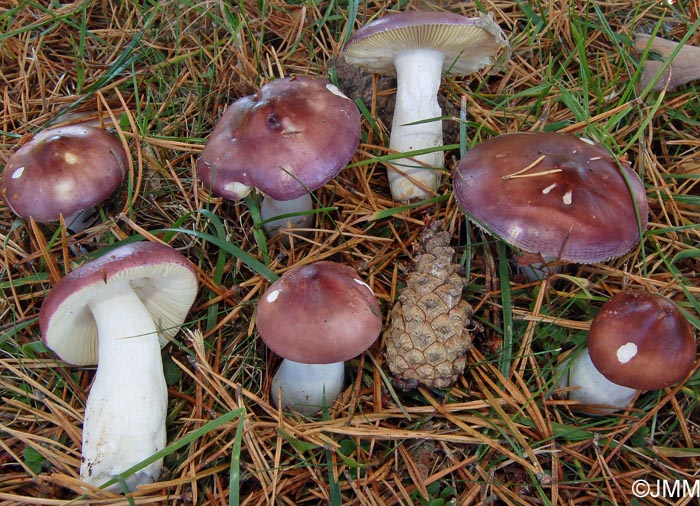 Russula amara