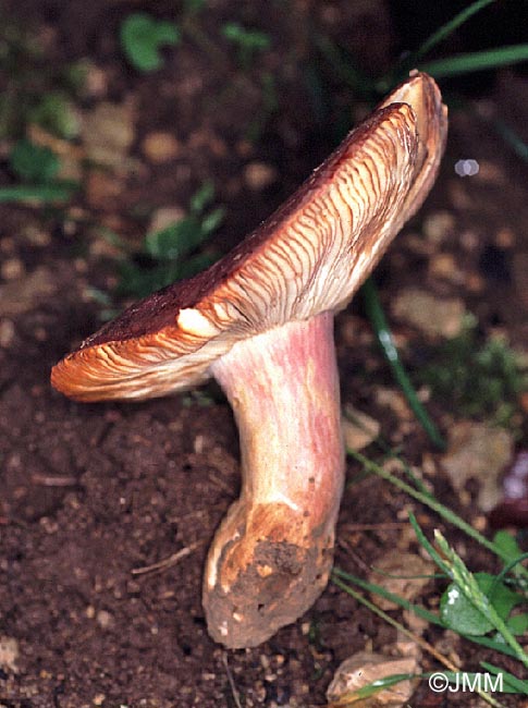 Russula amarissima