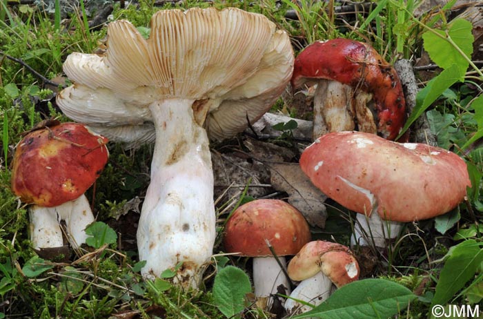 Russula amarissima