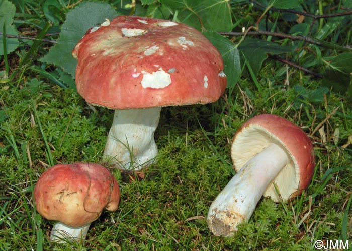 Russula amarissima