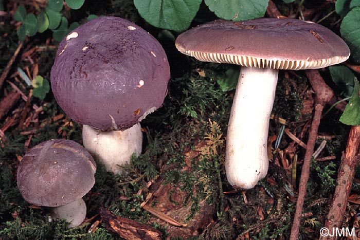 Russula amethystina