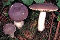 Russula amethystina