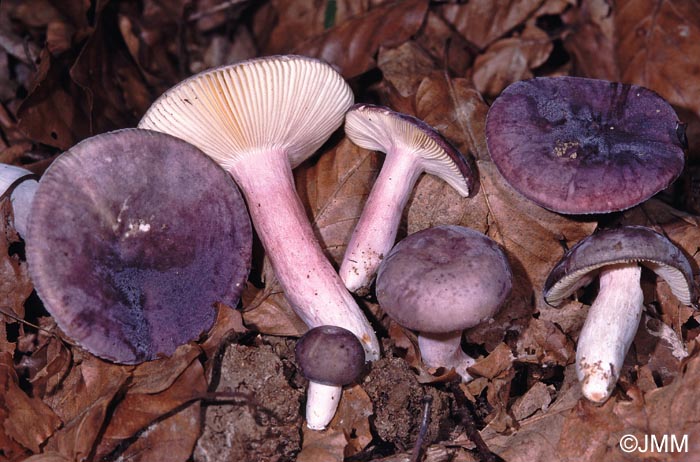 Russula amoena