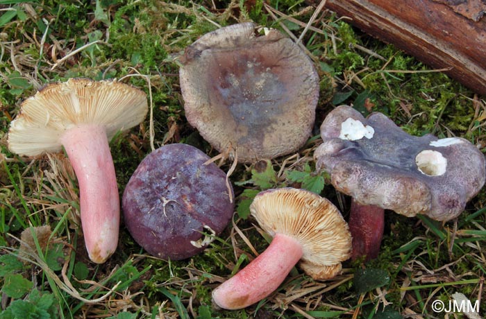 Russula amoena