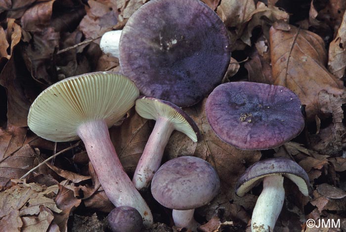 Russula amoena